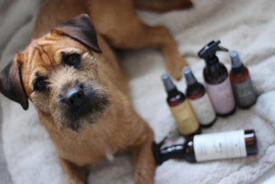 Dog Perfumes - Good or Bad for your dog?
