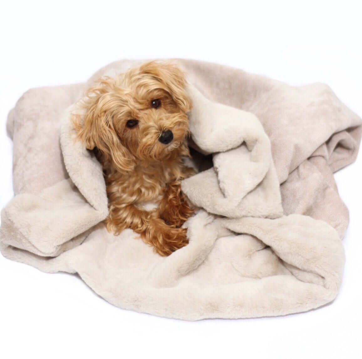 Dog snuggle cheap sack uk